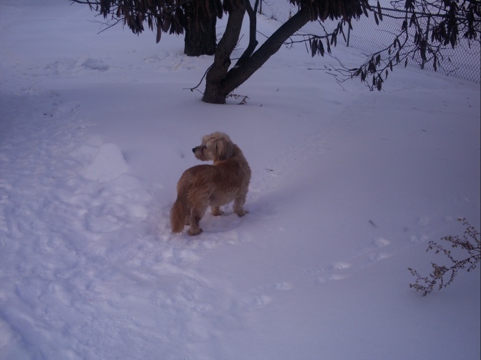 Rascal trying to walk on Ice.JPG