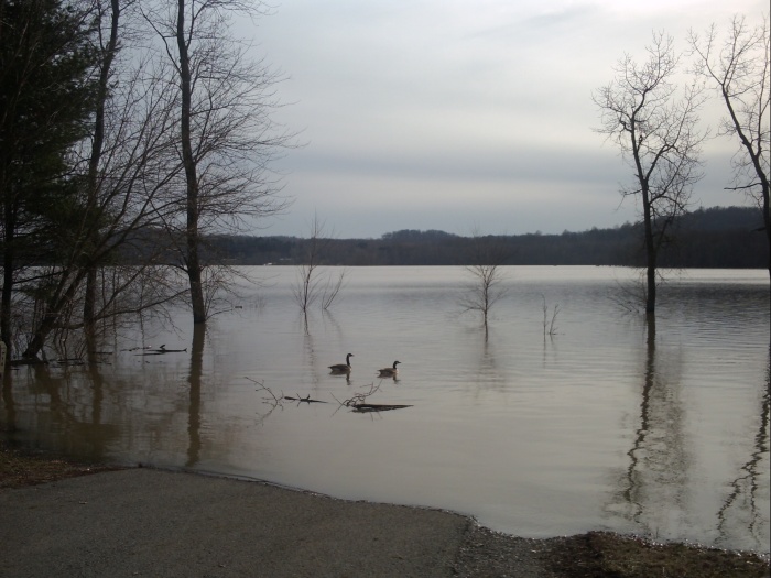 Geese enjoying it