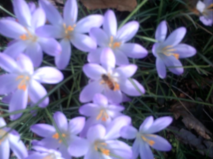 Bee Buzzing on Crocus - could not get to close - did not want to get stung!!
