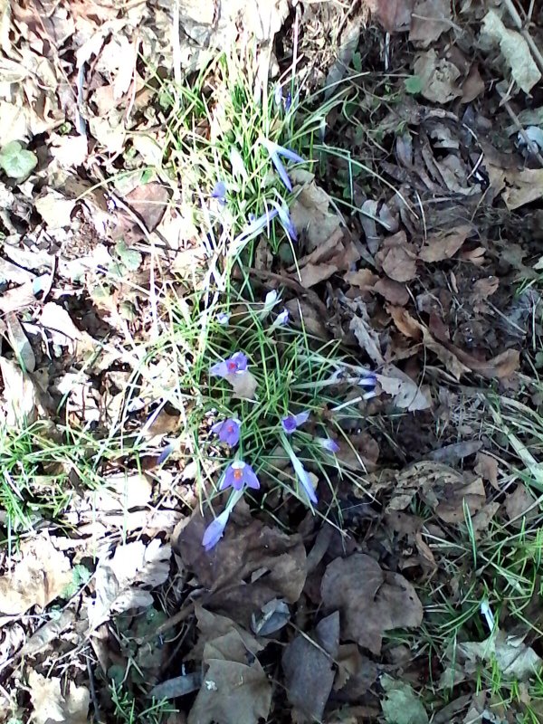 First Crocuses of the year