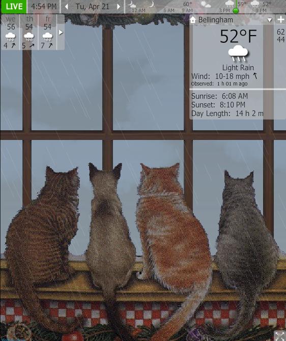4cats inside rain.jpg