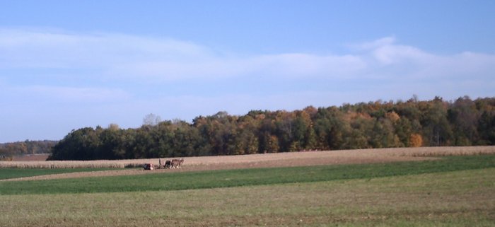 Amish_Spreading_Lime.jpg