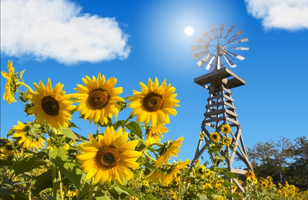 screen sunflowermill.jpg