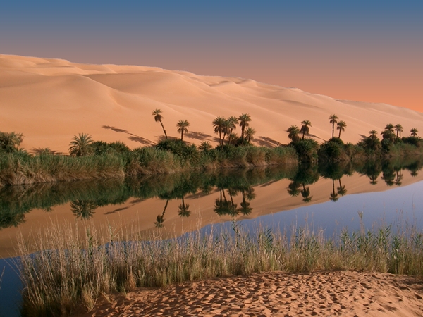 screen oasis.jpg
