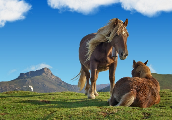 screen horses.jpg