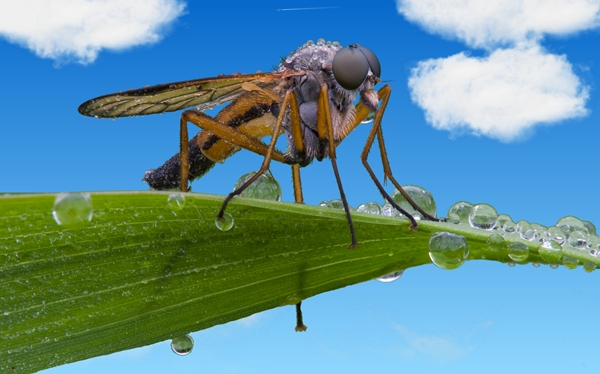 screen fliege.jpg