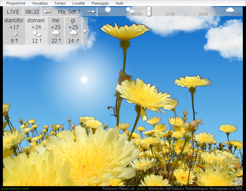 yellowflower.jpg