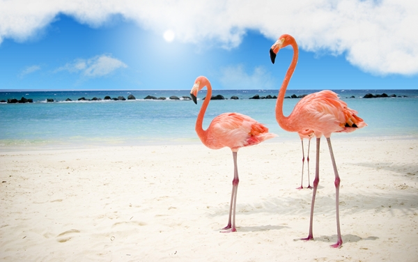 screen flamingos.jpg