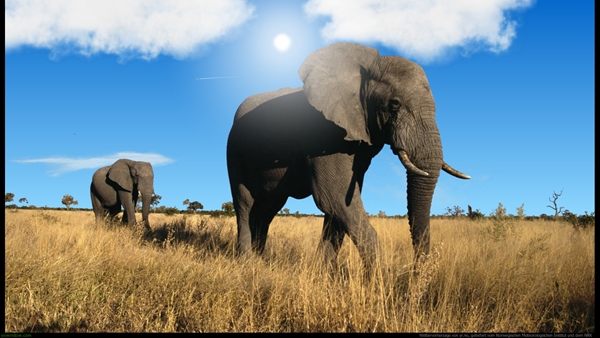screen elefants.jpg