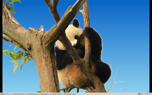 pandabeer1.jpg