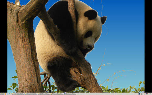 pandabeer2.jpg