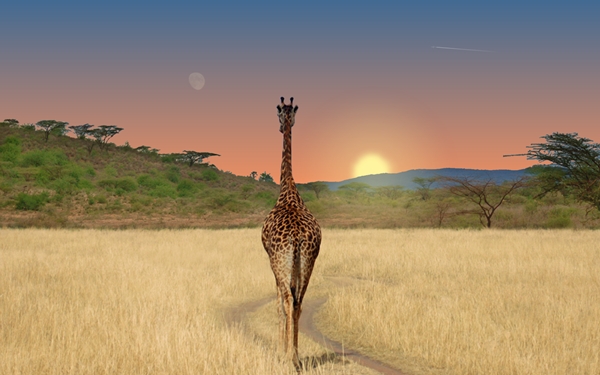 screen giraffe.jpg