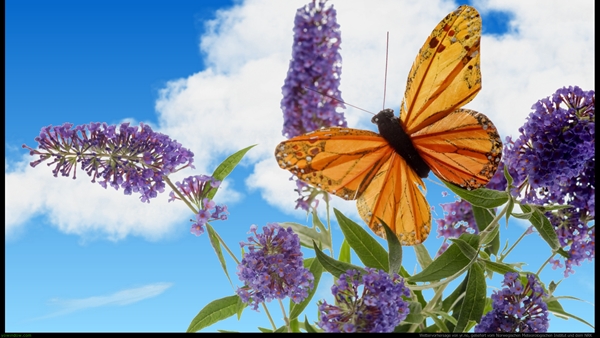 screen butterfly.jpg