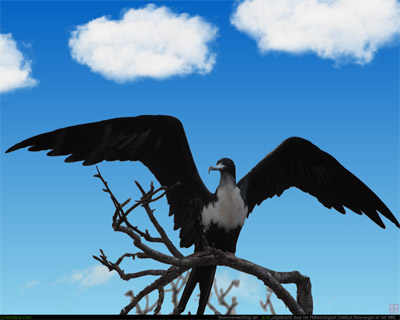 bird.jpg