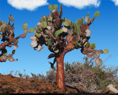 cactus.jpg