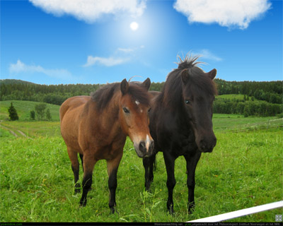 horses.jpg