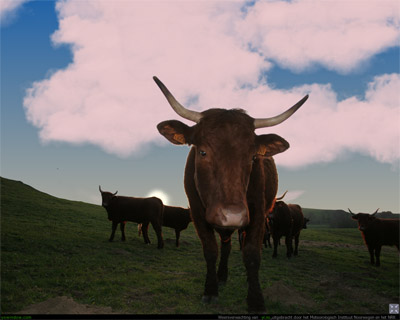 bull.jpg