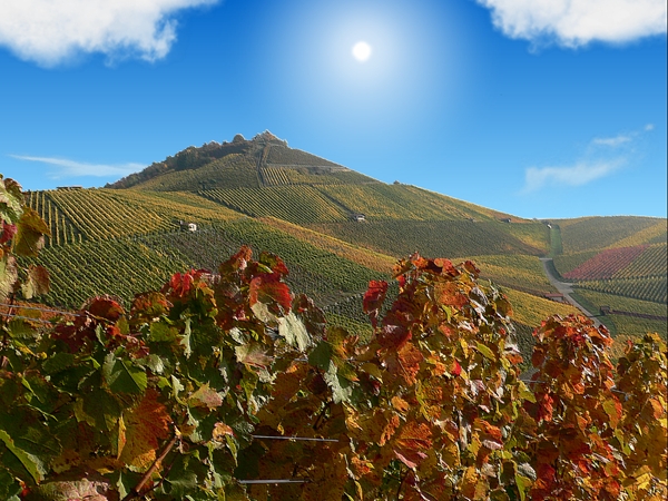 screen herbst weinberge nsu.jpg