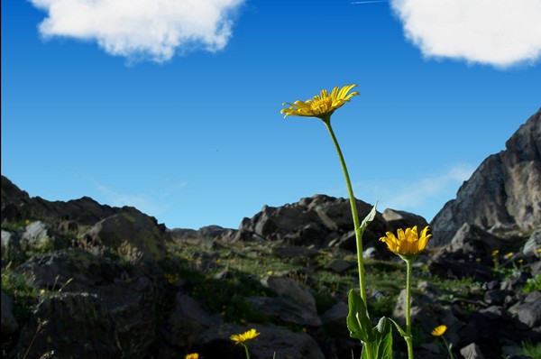 screen autumn flower.jpg