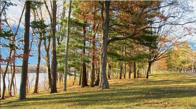 End Of Leaves.JPG