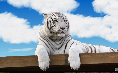 tijger.jpg