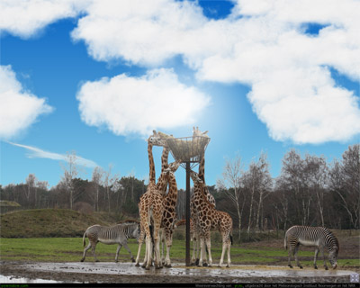giraffe.jpg