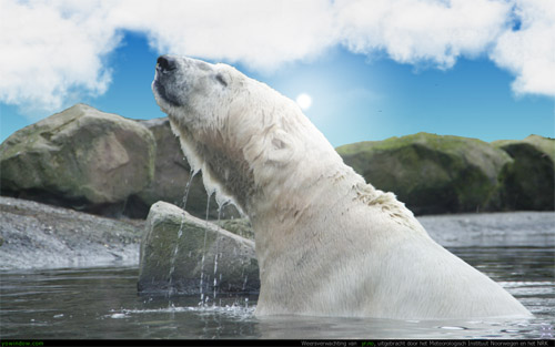 n icebear.jpg