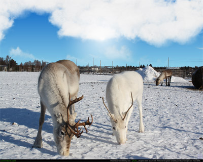 moose.jpg