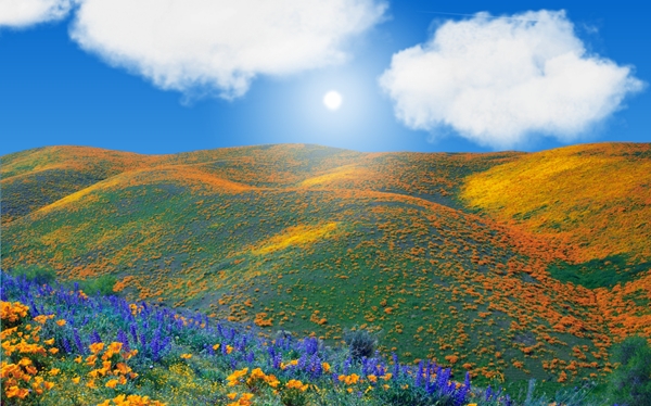 screen flowerhills.jpg