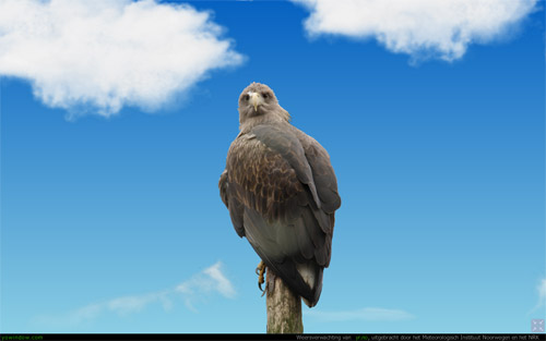 little bird.jpg