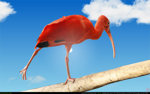 color bird.jpg