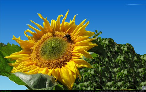 zonnebloem.jpg