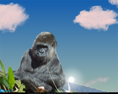 gorilla.jpg