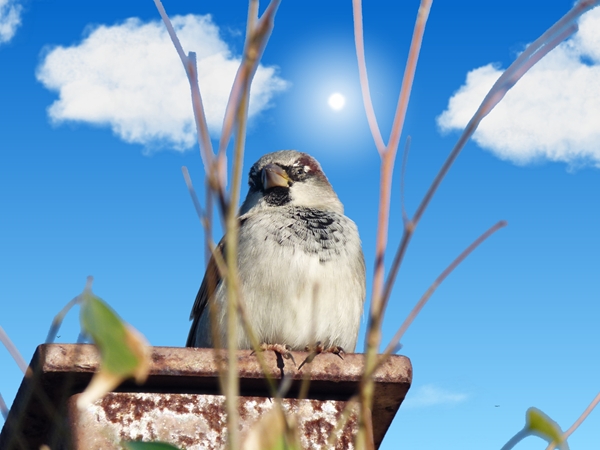 screen spatz.jpg