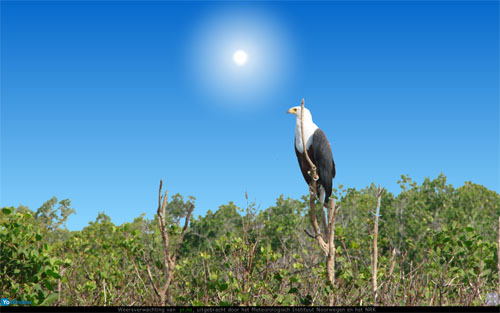 Bird Kenia.jpg
