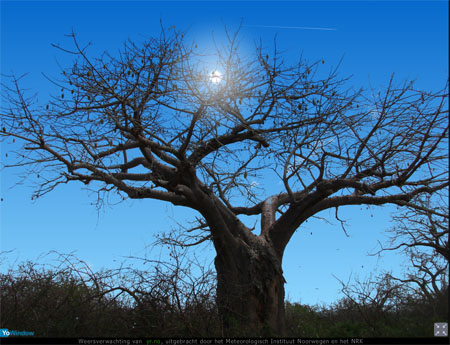 tree 3.jpg