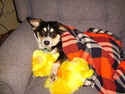 Elmer &amp; his duck!