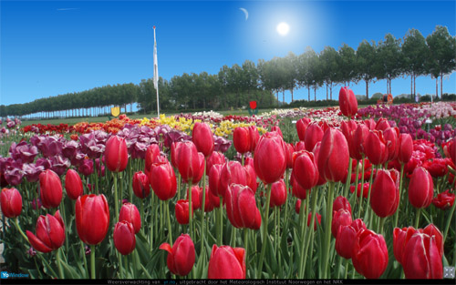 tulpenveld1.jpg