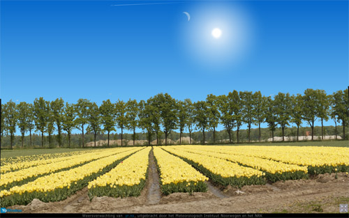tulpenveld2.jpg
