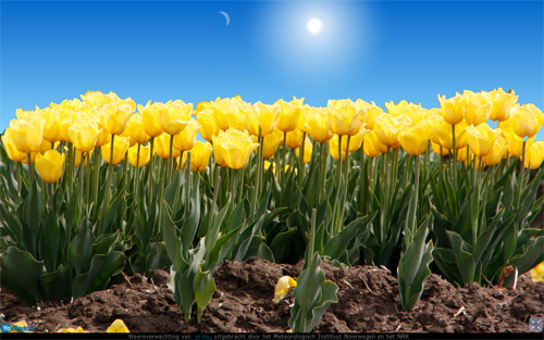 tulp4.jpg