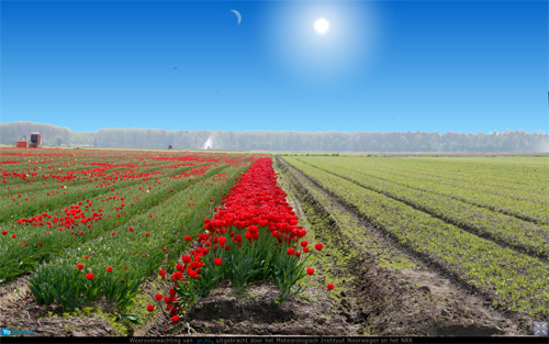 tulpenveld5.jpg