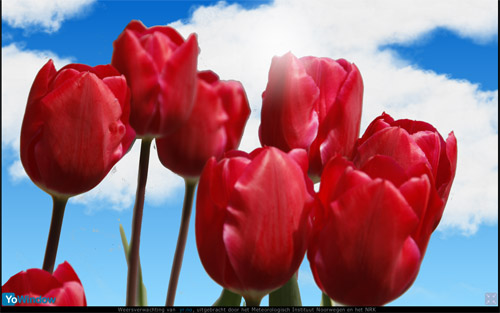 keukenhof3.jpg