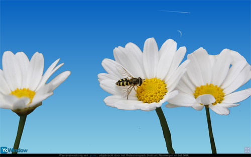 flowers and the bees.jpg