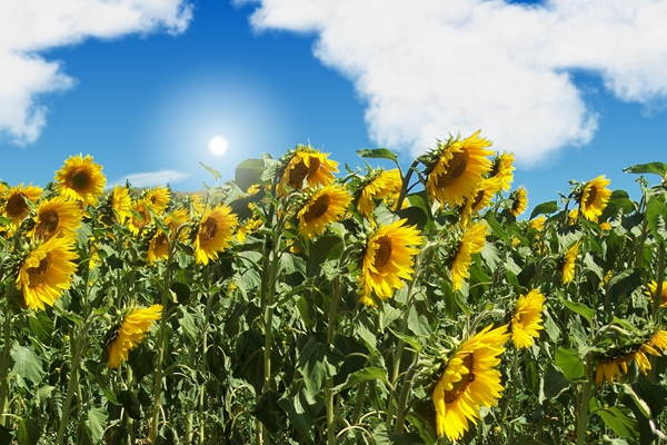 screen sunflower.jpg
