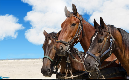 horses.jpg
