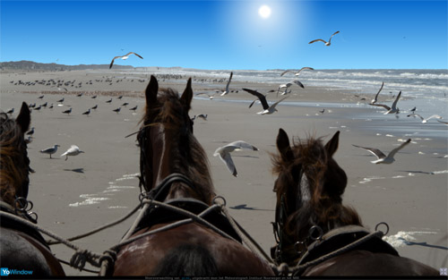 paarden3.jpg