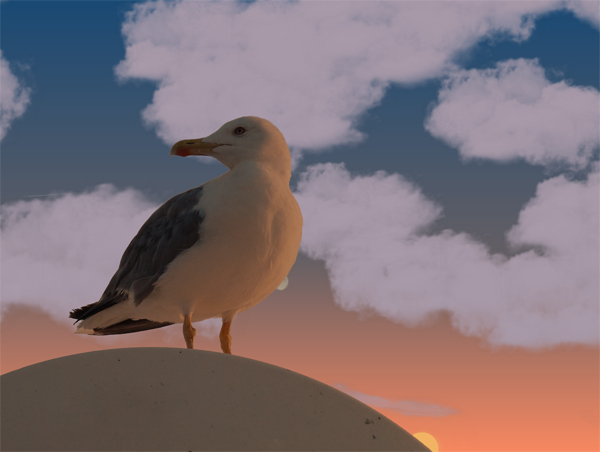 Seagull_Elba