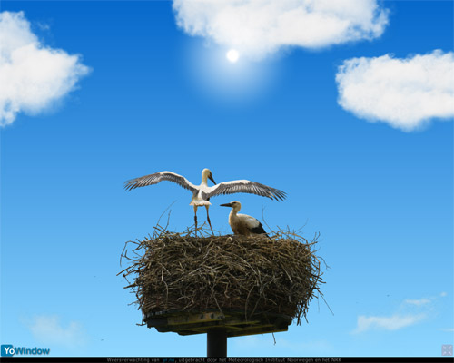stork.jpg