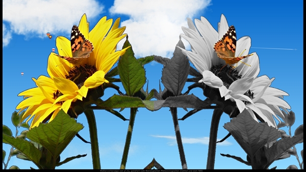 screen butterfly.jpg