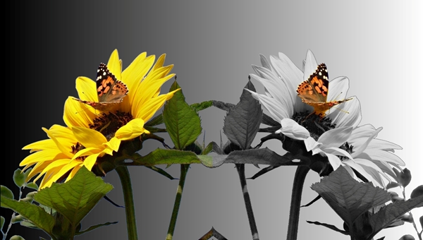 screen wallpaper butterfly.jpg